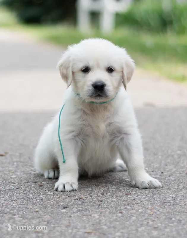 Wyatt – Golden Retriever puppy for sale in Janesville, WI