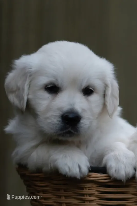Stocky Girl - Ready September 18 – English Cream Golden Retriever puppy for sale in Janesville, WI