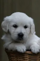 Stocky Girl - Ready September 18, a female English Cream Golden Retriever for sale in Janesville, WI – 1 of 8