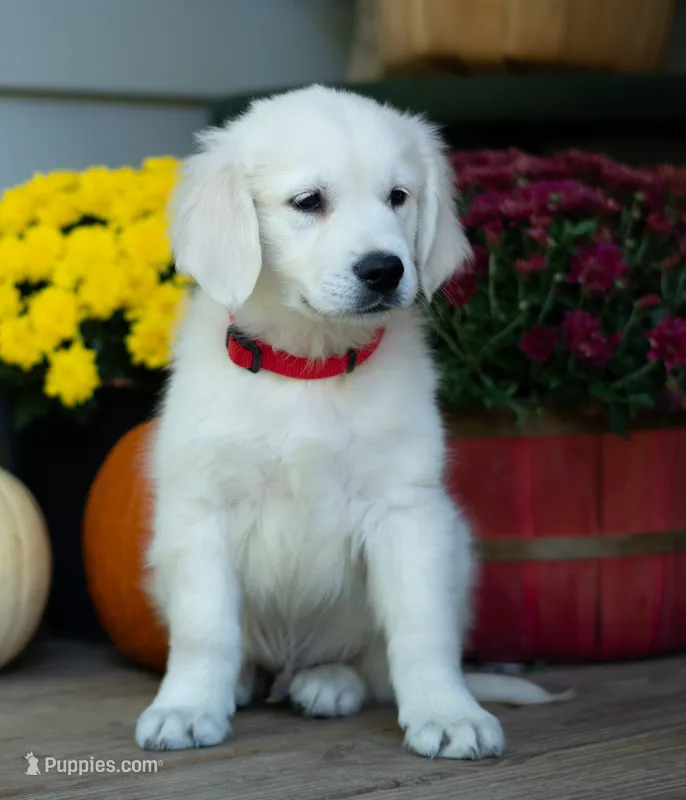Atom – English Cream Golden Retriever puppy for sale in Janesville, WI