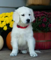 Atom, a male English Cream Golden Retriever for sale in Janesville, WI – 1 of 1