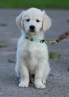 Ms. Blue (Ready Now!), a female Golden Retriever for sale in Janesville, WI – 2 of 2