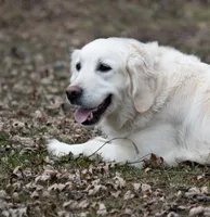 Male #5, a male English Cream Golden Retriever for sale in Janesville, WI – 2 of 3