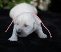 Ms Peach, a female English Cream Golden Retriever for sale in Janesville, WI – 1 of 5