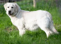 Female #4, a female English Cream Golden Retriever for sale in Janesville, WI – 3 of 4
