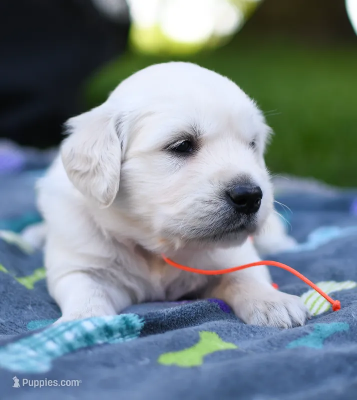 Male #6 – English Cream Golden Retriever puppy for sale in Janesville, WI