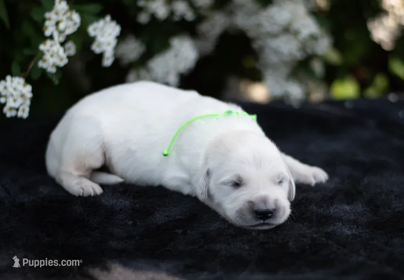 Male #2 – English Cream Golden Retriever puppy for sale in Janesville, WI