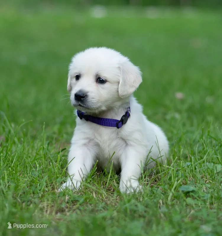 Ms Purple - Ready 9/18 – English Cream Golden Retriever puppy for sale in Janesville, WI