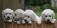 Stocky Boy - ready 9/18, a male English Cream Golden Retriever for sale in Janesville, WI – 3 of 8