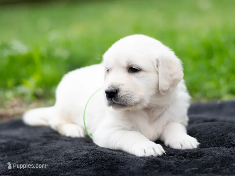 Mr Green – Golden Retriever puppy for sale in Janesville, WI