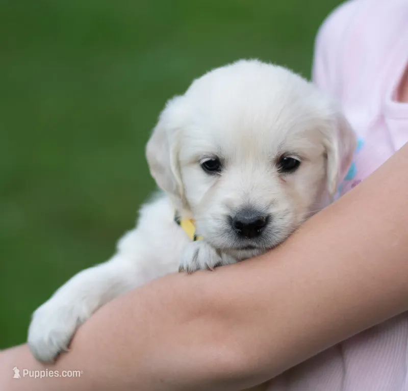 Mr Yellow- Ready 9/18 – English Cream Golden Retriever puppy for sale in Janesville, WI