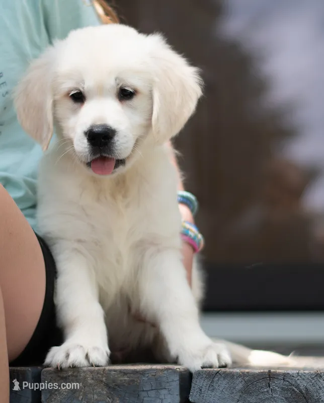 Wyatt – Golden Retriever puppy for sale in Janesville, WI