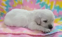 English Female Hailey (Reserve her Now!), a female Golden Retriever for sale in Janesville, WI – 1 of 3