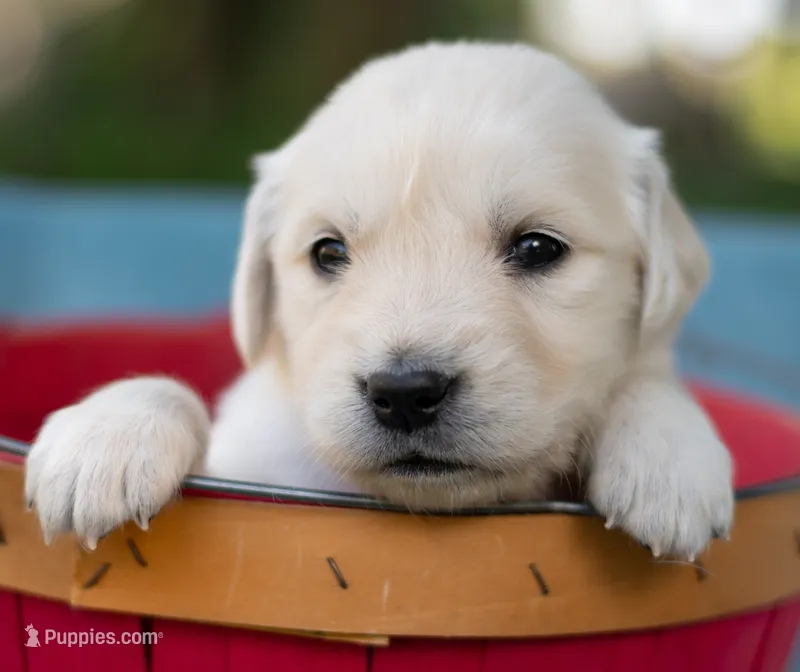 Female #1 – Golden Retriever puppy for sale in Janesville, WI
