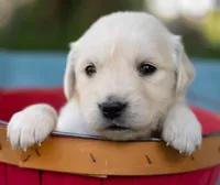 Female #1, a female Golden Retriever for sale in Janesville, WI – 1 of 3