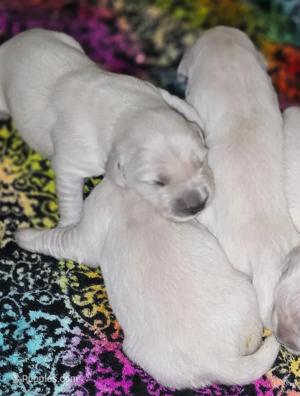 English Male  – Golden Retriever puppy for sale in Janesville, WI