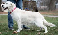 Ready June, a  Golden Retriever for sale in Janesville, WI – Photo 4 of 6
