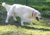 Ready June, a  Golden Retriever for sale in Janesville, WI – Photo 3 of 6