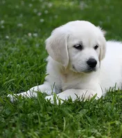 Ready June, a  Golden Retriever for sale in Janesville, WI – Photo 1 of 6