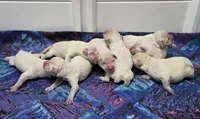 English Male , a male Golden Retriever for sale in Janesville, WI – Photo 2 of 7