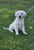 Duke , a male Golden Retriever for sale in Janesville, WI – 1 of 3