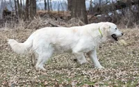 Male #6, a male English Cream Golden Retriever for sale in Janesville, WI – 2 of 3