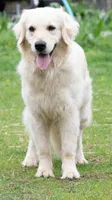 Ms Lavender - Ready 9/18, a female Golden Retriever for sale in Janesville, WI – 5 of 8