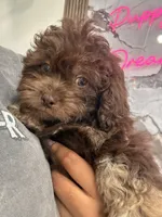 Mocha, a male Shihpoo for sale in Hutto, TX – 1 of 2