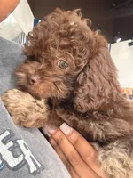 Mocha, a male Shihpoo for sale in Hutto, TX – 2 of 2
