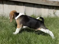 AKC Beagle Girl #1, a female Beagle for sale in Moses Lake, WA – 7 of 9