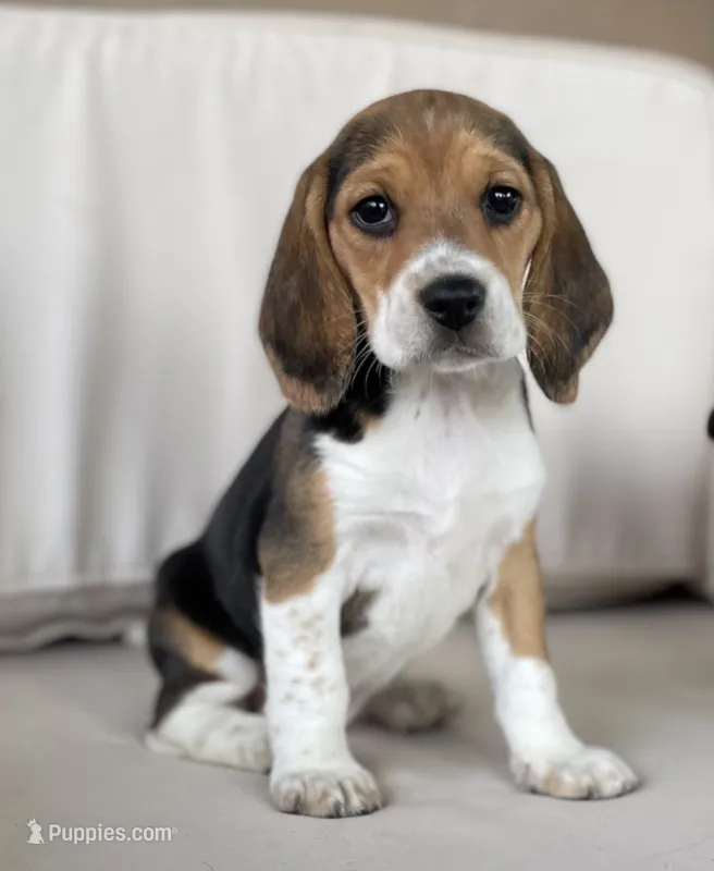 AKC Beagle #2 Female – Beagle puppy for sale in Moses Lake, WA