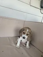 AKC Beagle #2 male , a male Beagle for sale in Moses Lake, WA – 4 of 6
