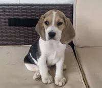 AKC Beagle #2 male , a male Beagle for sale in Moses Lake, WA – 1 of 6