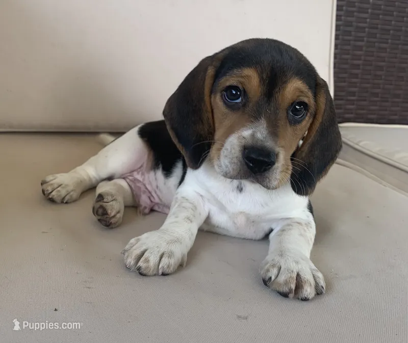 AKC Beagle Male #1 – Beagle puppy for sale in Moses Lake, WA