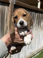AKC Beagle Girl #1, a female Beagle for sale in Moses Lake, WA – 4 of 9
