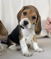 AKC Beagle #2 Female, a female Beagle for sale in Moses Lake, WA – 4 of 7