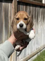 AKC Beagle Girl #1, a female Beagle for sale in Moses Lake, WA – 2 of 9