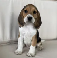 AKC Beagle #2 Female, a female Beagle for sale in Moses Lake, WA – 3 of 7