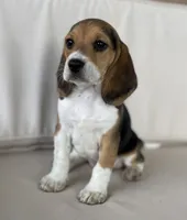 AKC Beagle #2 Female, a female Beagle for sale in Moses Lake, WA – 2 of 7