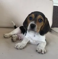 AKC Beagle Male #1, a male Beagle for sale in Moses Lake, WA – 4 of 6