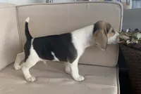 AKC Beagle #2 male , a male Beagle for sale in Moses Lake, WA – 2 of 6