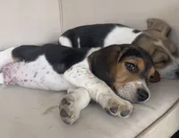AKC Beagle Male #1, a male Beagle for sale in Moses Lake, WA – 2 of 6
