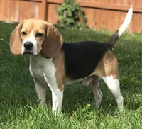 AKC Beagle Male #1, a male Beagle for sale in Moses Lake, WA – 6 of 6