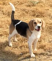 AKC Beagle Male #1, a male Beagle for sale in Moses Lake, WA – 5 of 6
