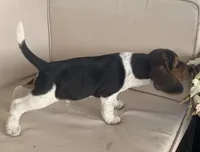 AKC Beagle Male #1, a male Beagle for sale in Moses Lake, WA – 3 of 6
