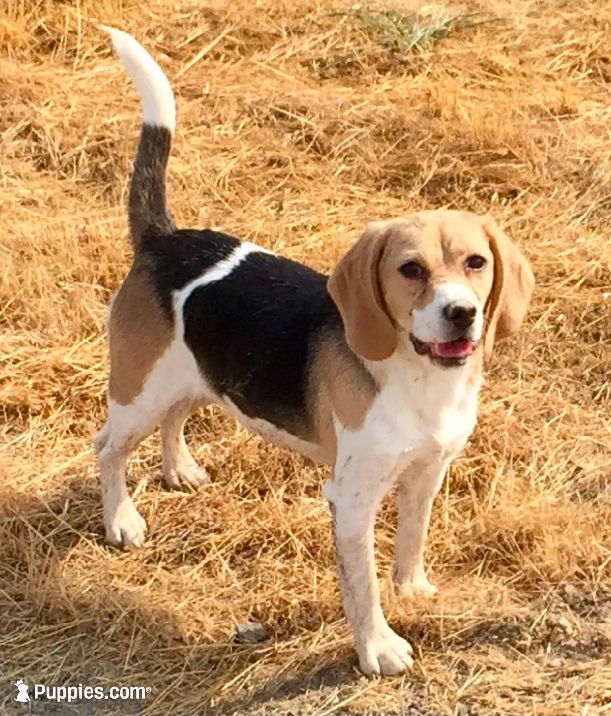 AKC Beagle #2 male , a male Beagle for sale in Moses Lake, WA – 6 of 6