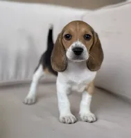 AKC Beagle Girl #1, a female Beagle for sale in Moses Lake, WA – 5 of 9