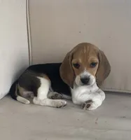 AKC Beagle Girl #1, a female Beagle for sale in Moses Lake, WA – 6 of 9