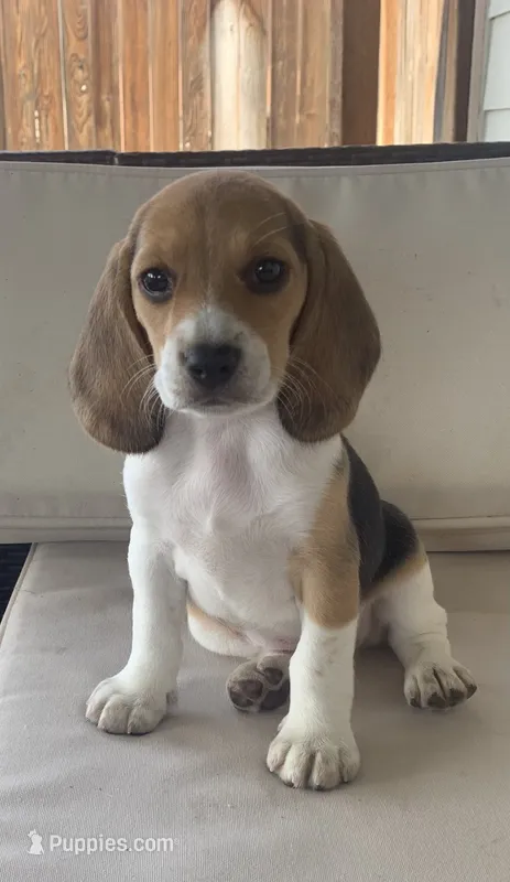 AKC Beagle Girl #1 – Beagle puppy for sale in Moses Lake, WA