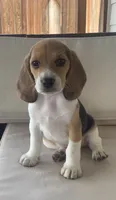 AKC Beagle Girl #1, a female Beagle for sale in Moses Lake, WA – 1 of 9